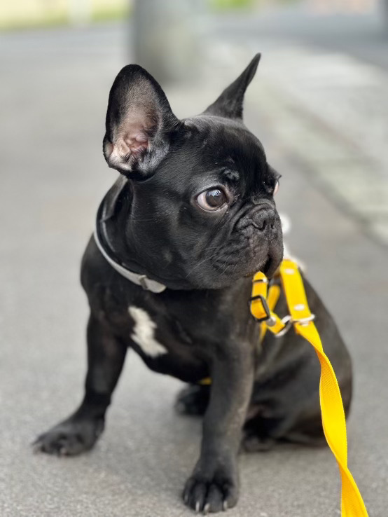 愛犬ギャラリー