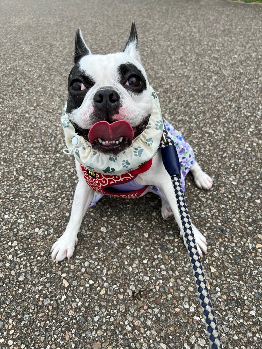 愛犬ギャラリー