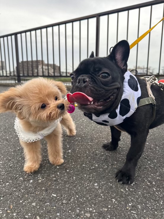 愛犬ギャラリー