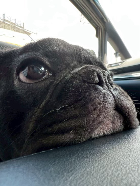 愛犬ギャラリー