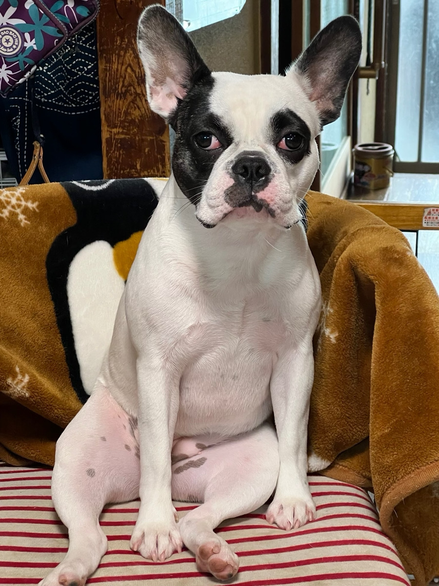 愛犬ギャラリー