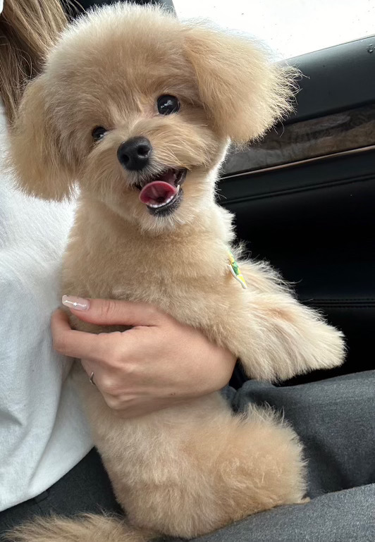 愛犬ギャラリー